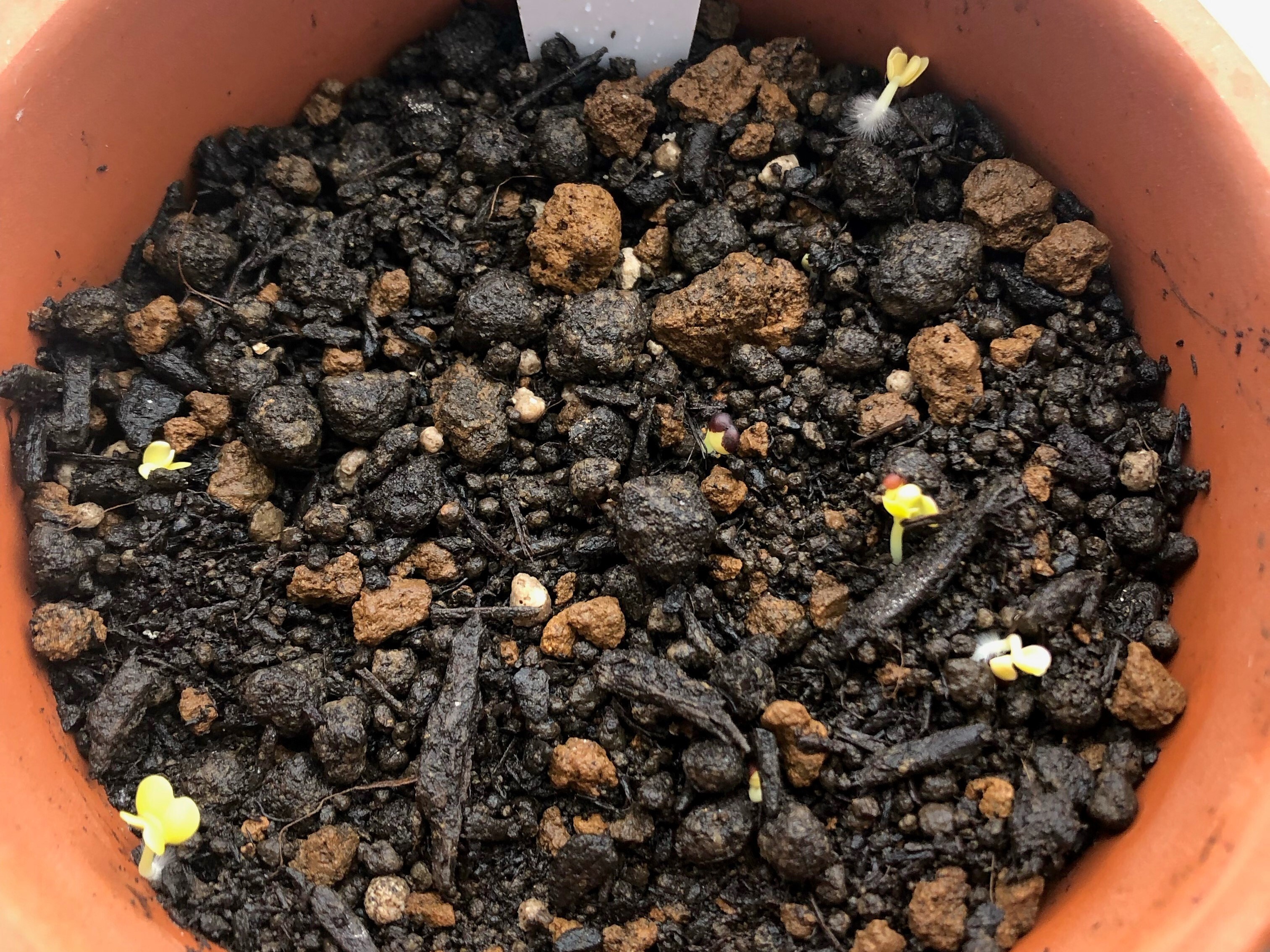芽が出た！（3日目～9日目） | 全学教育科目・展開ゼミ2021 | 植物生殖